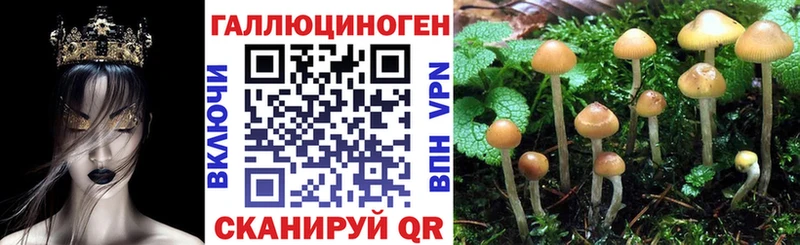 Купить закладки  Беломорск  Псилоцибиновые грибы Psilocybe 